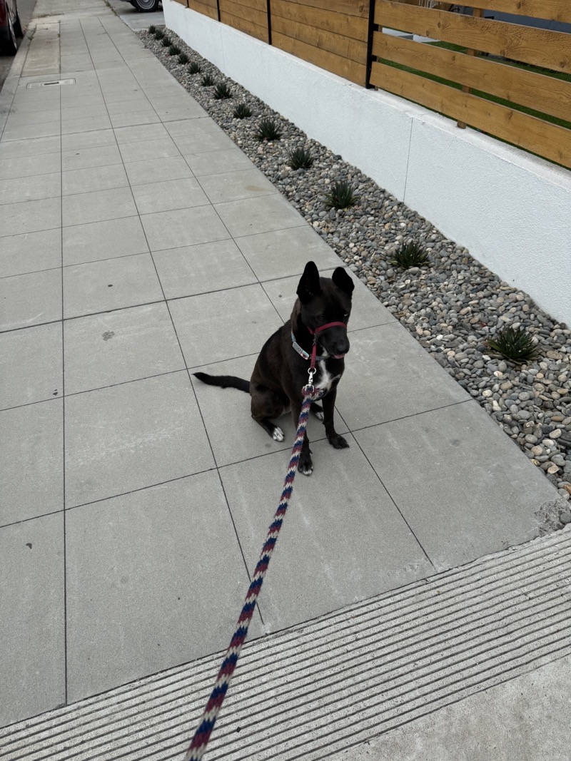 A picture of a black dog named Bowie sitting, taken on July 6 2024 at 8:32 am